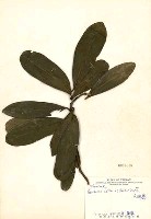Gordonia axillaris Collection Image, Figure 3, Total 3 Figures